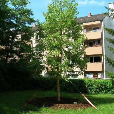 gsp-projekte-baumverpflanzung-kunigundenstraße-5